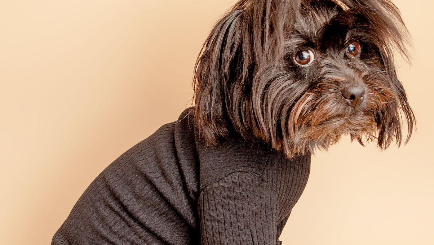 Fall & Winter 2020-2021 Pet Accessory Trends