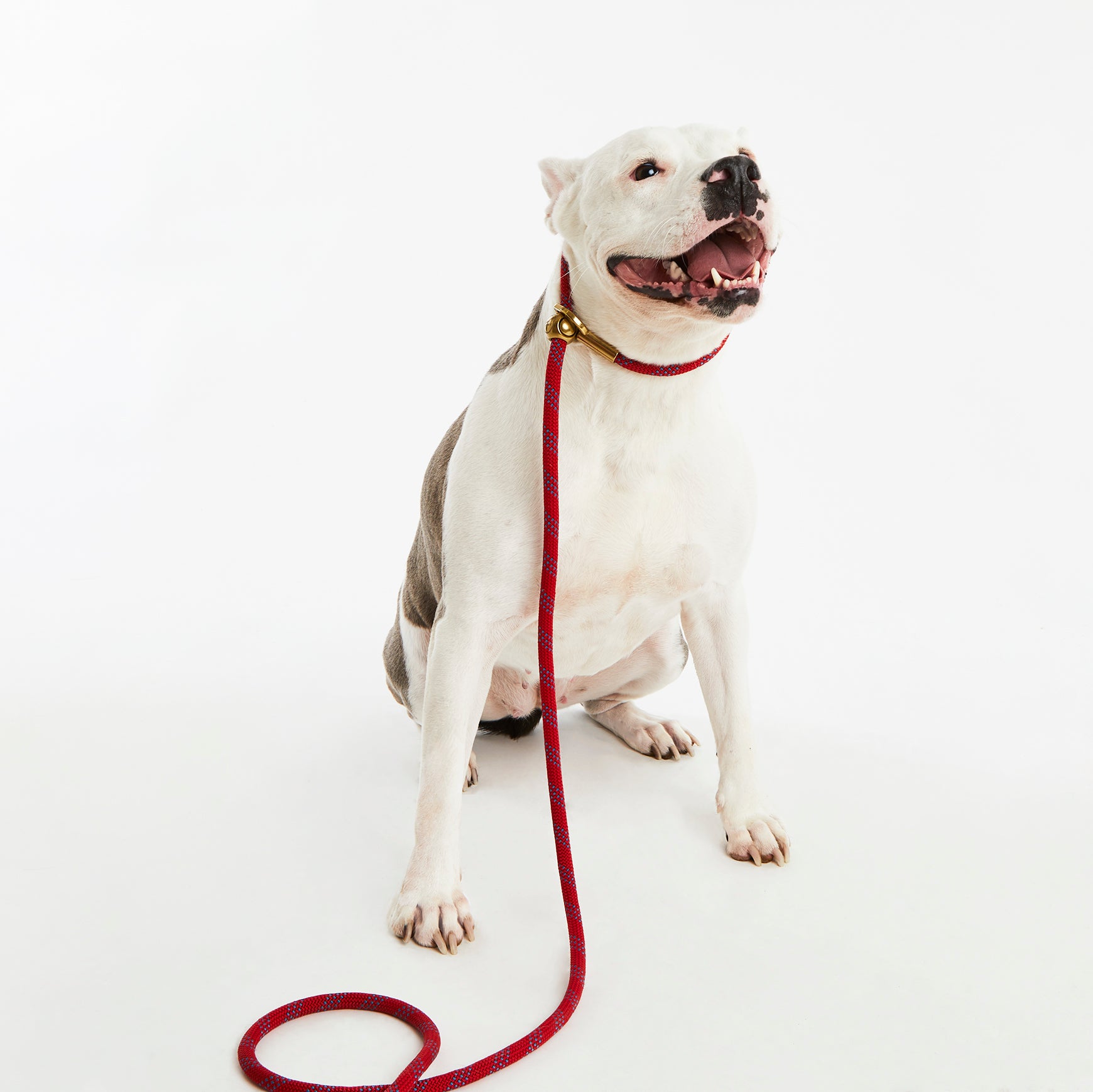 Cherry Swirl Simple Slip Lead™