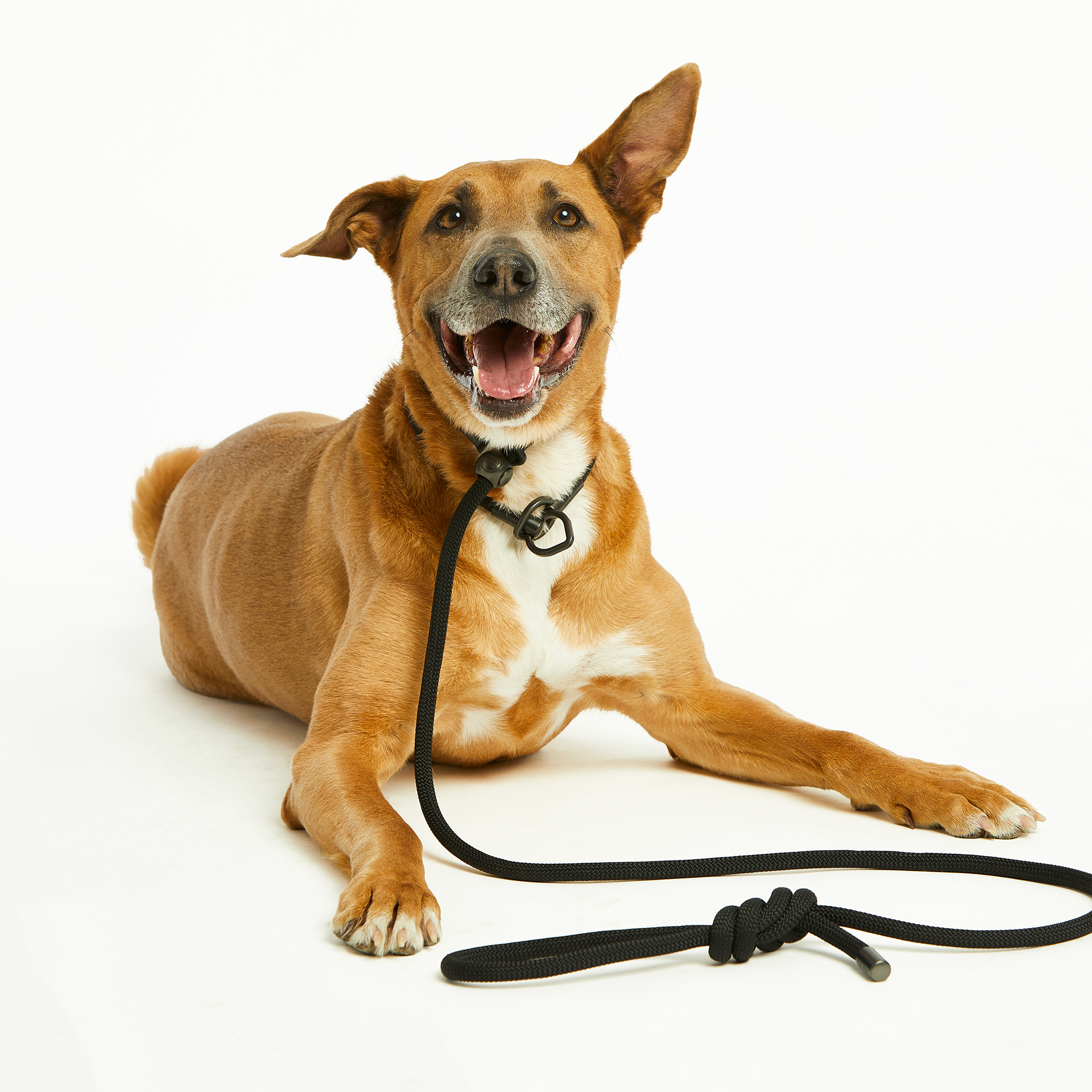 Flat Black Simple Slip Collar™