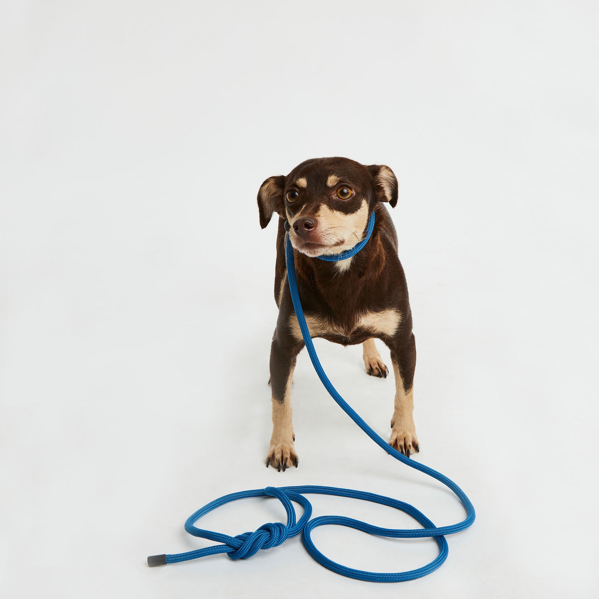 Mini Cowboy Blue Simple Slip Lead™