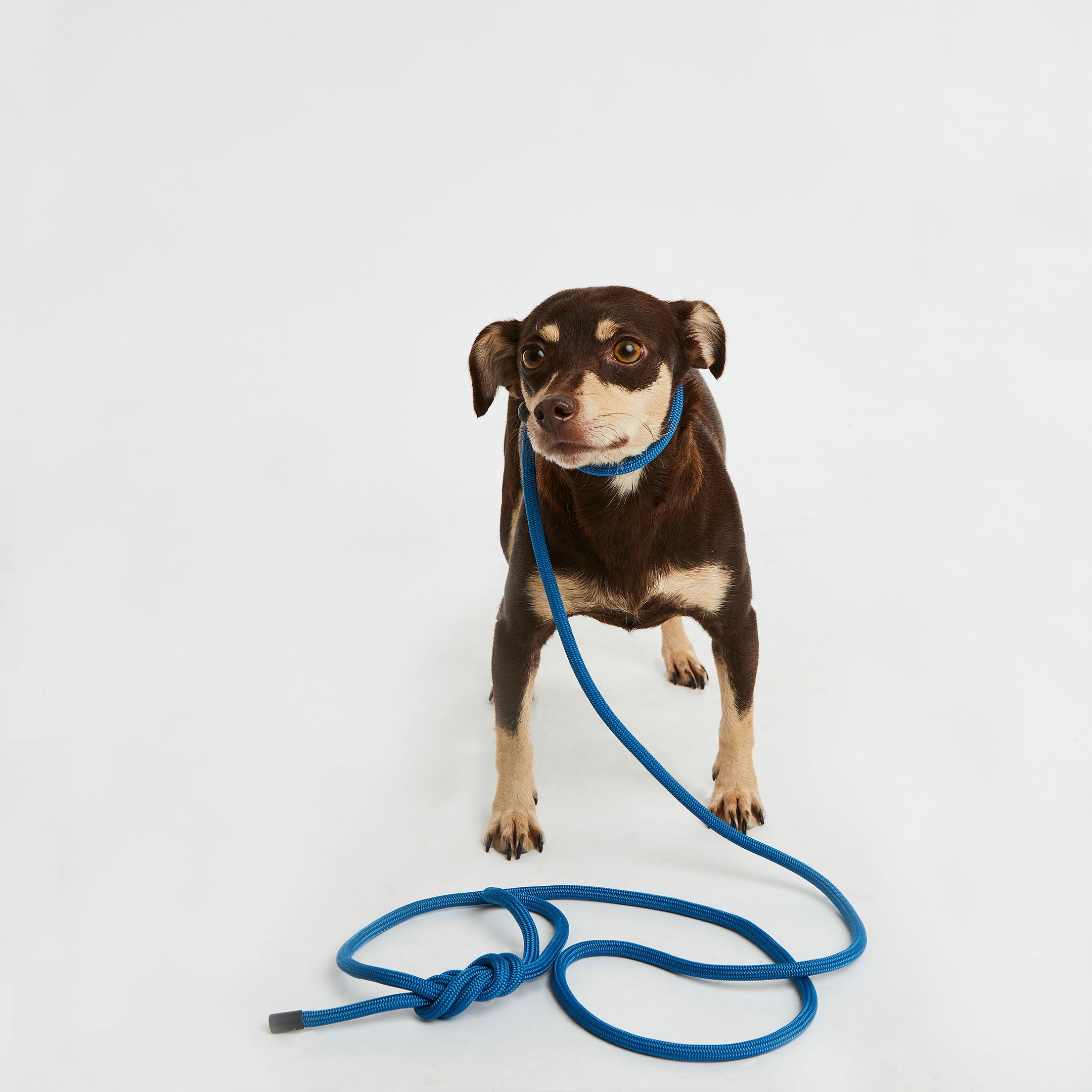 Mini Cowboy Blue Simple Slip Lead™