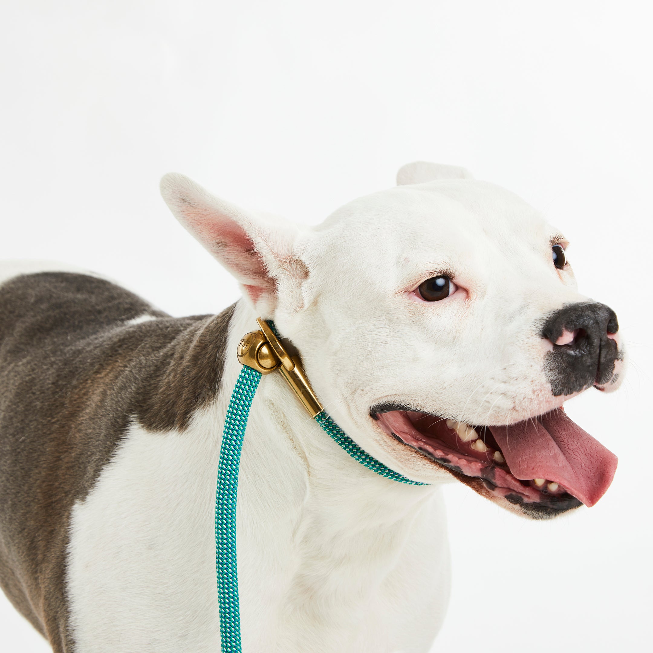 Agave Confetti Simple Slip Lead™