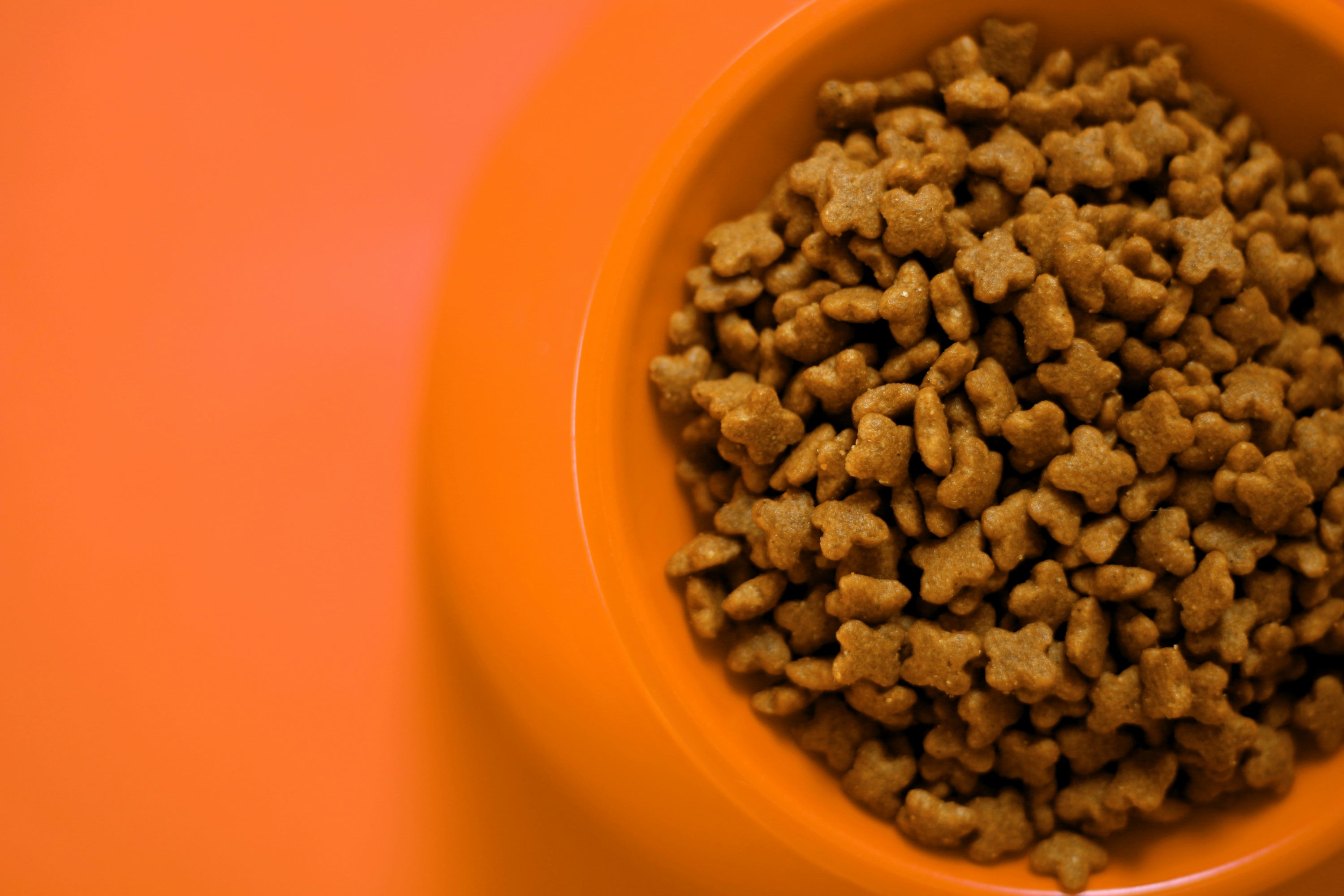 What are the Different Dog Food Types and Their Benefits?