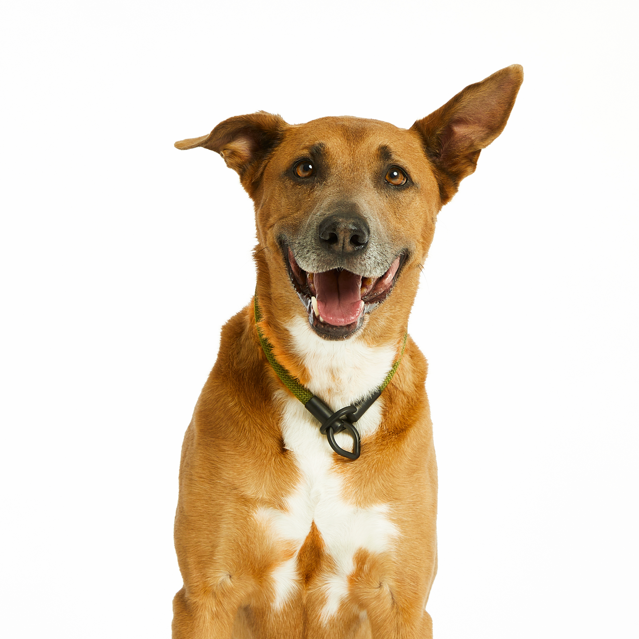 How to Create a Deeper Connection with Your Dog