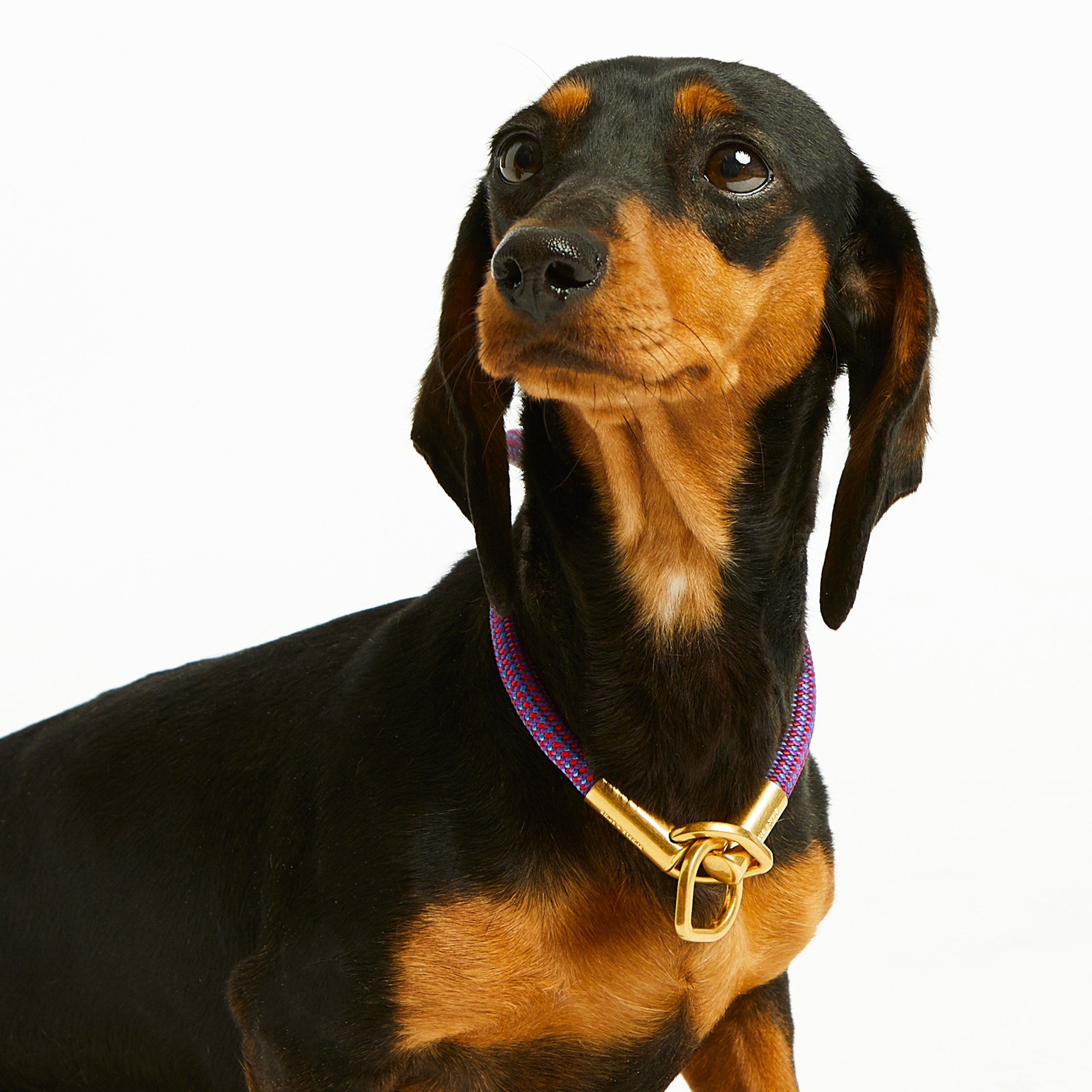 Mini Berry Confetti Simple Slip Collar™