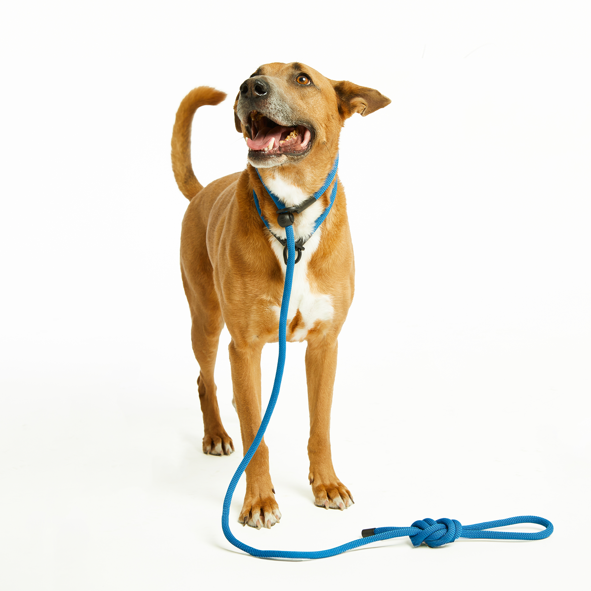 Cowboy Blue Simple Slip Lead™