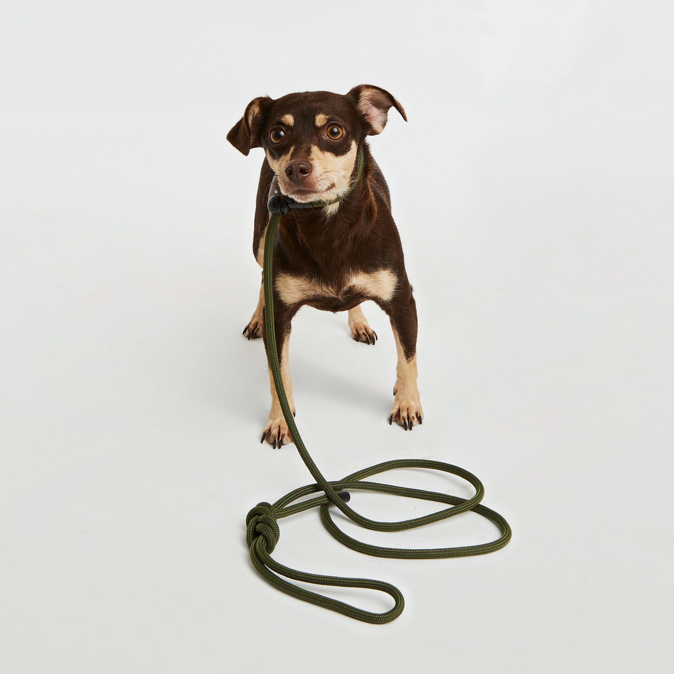 Mini Olive Green Simple Slip Lead® – Bubble Spike