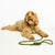 Olive Gold Simple Slip Lead™ + Simple Slip Collar™ Bundle