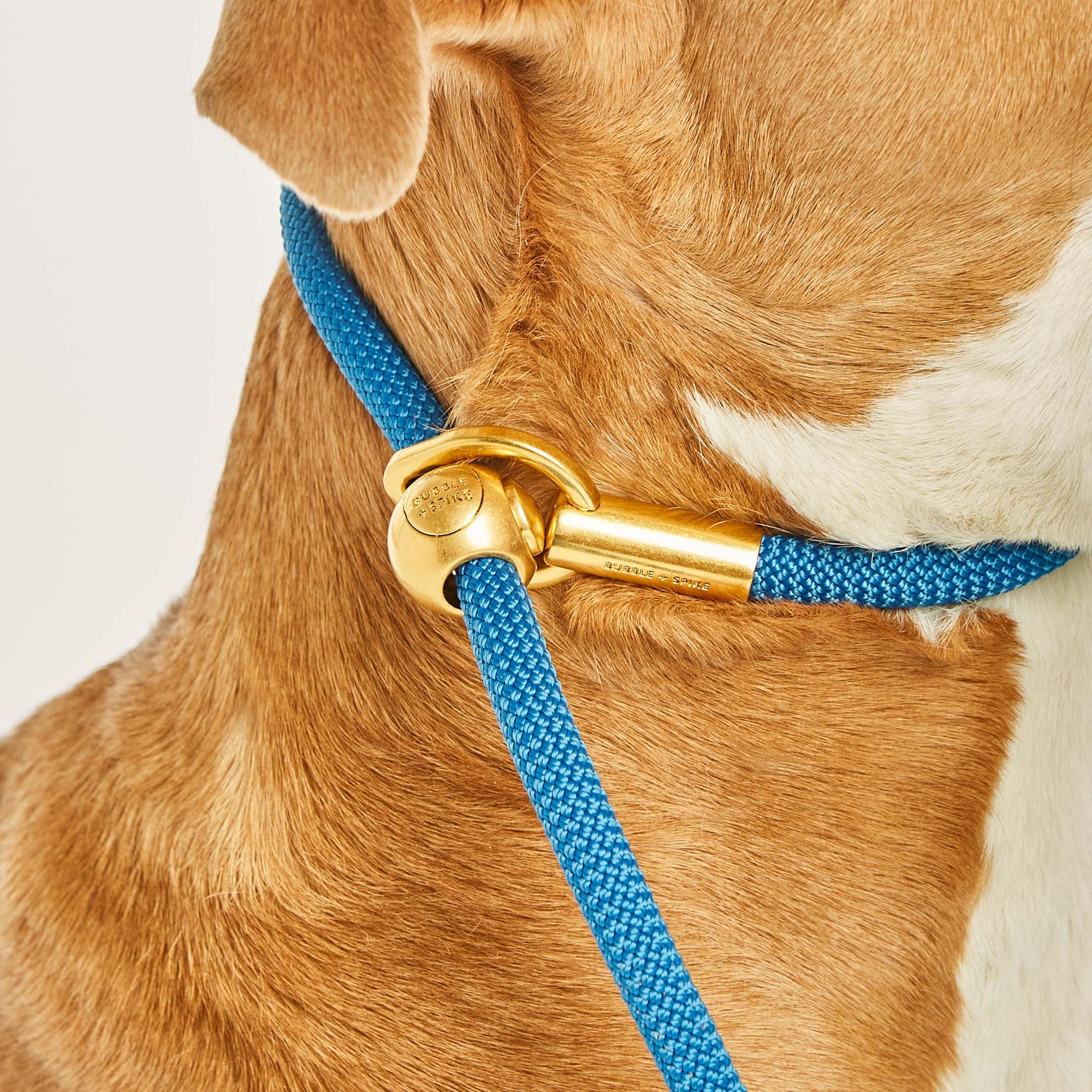 Bubble & Spike - Inspired Dog Accessories