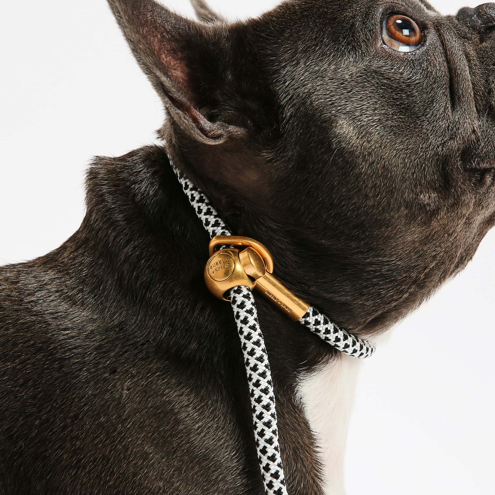 Best slip clearance collar for dogs