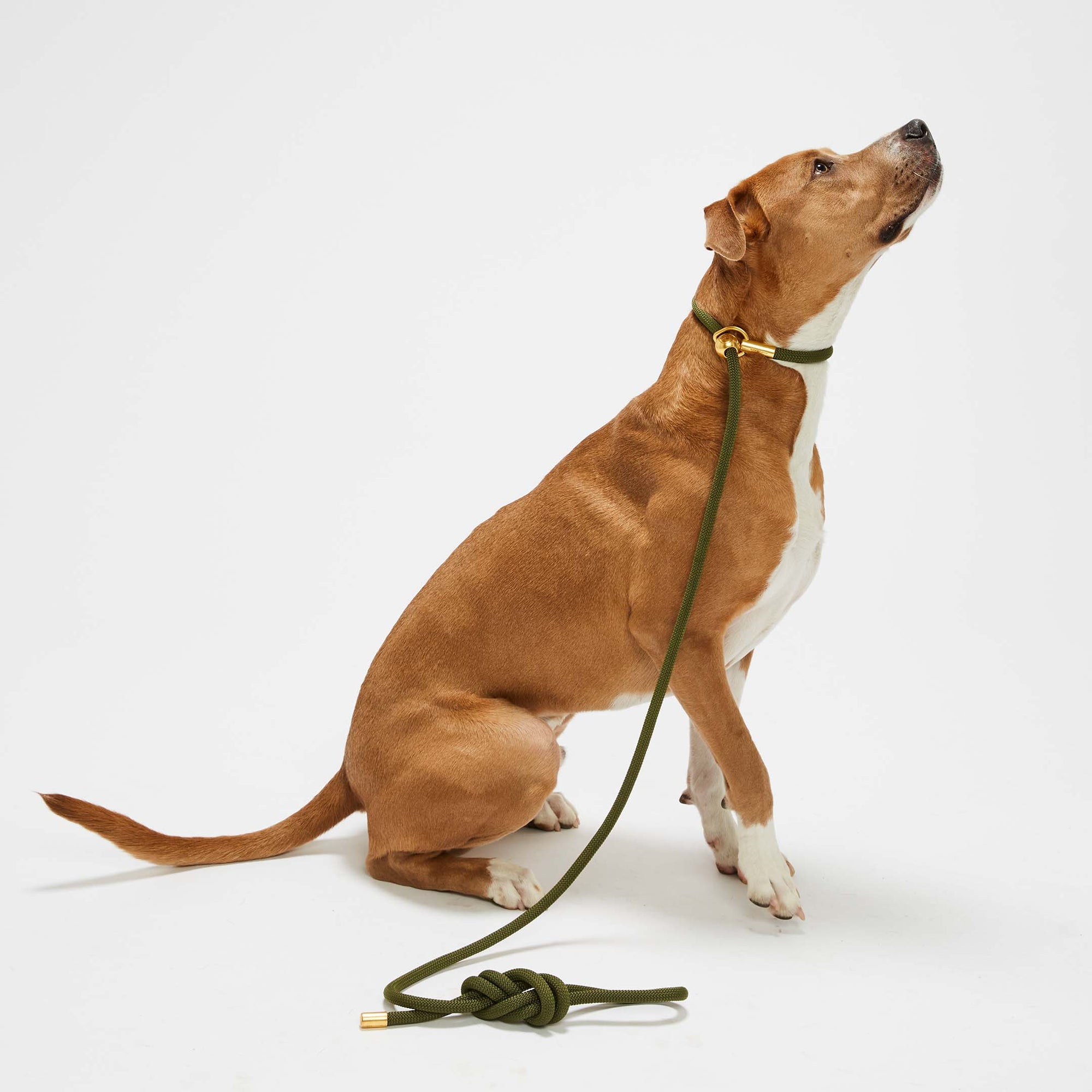 Olive Gold Simple Slip Lead™