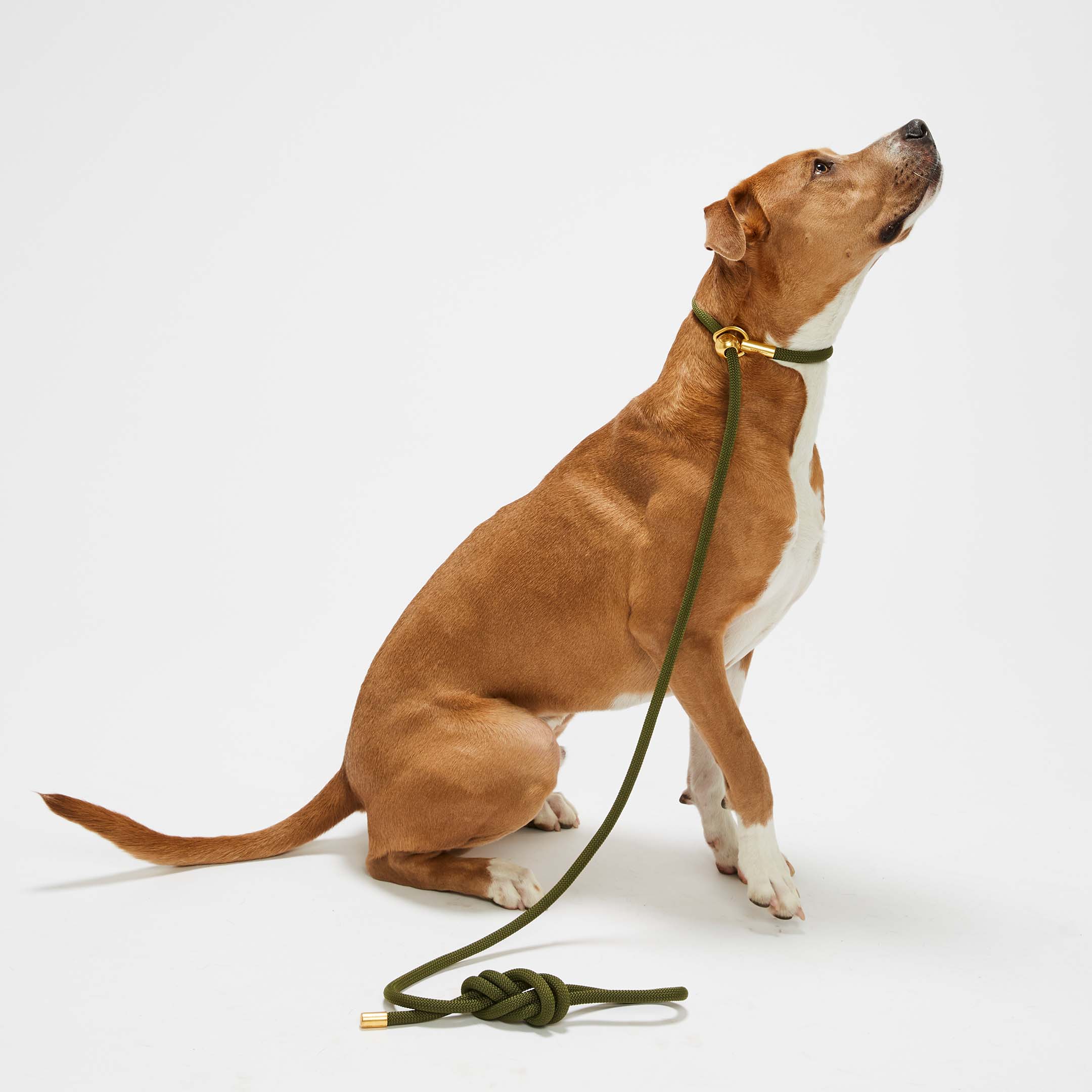 Olive Gold Simple Slip Lead™